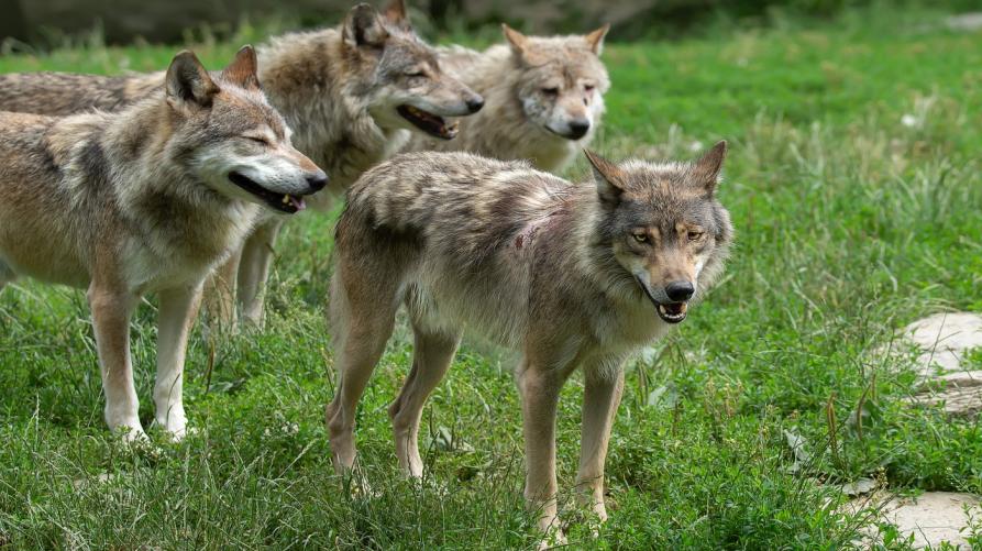 Risarcite tutte le domande per danni da lupo
 – www.regione.piemonte.it