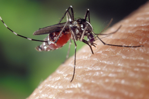 West Nile e altre arbovirosi trasmesse da zanzare, le donazioni di sangue proseguono regolarmente – salute.regione.emilia-romagna.it