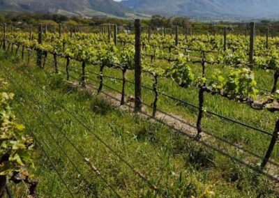 Sostegno alla Ristrutturazione e Riconversione dei vigneti, avviso ai beneficiari 2023/2024 e 2024/2025 – www.lazioeuropa.it