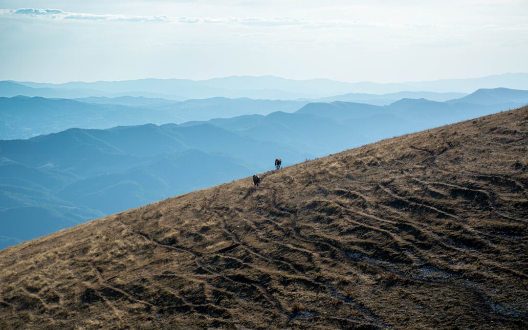 Oltre 450 scatti e più di 120 partecipanti alla VII edizione di “Angolo di Campo, un altro modo di raccontare l’agricoltura” – www.regione.umbria.it