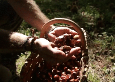 Firmato l’accordo per il “Distretto rurale castanicolo regionale”
– www.toscana-notizie.it