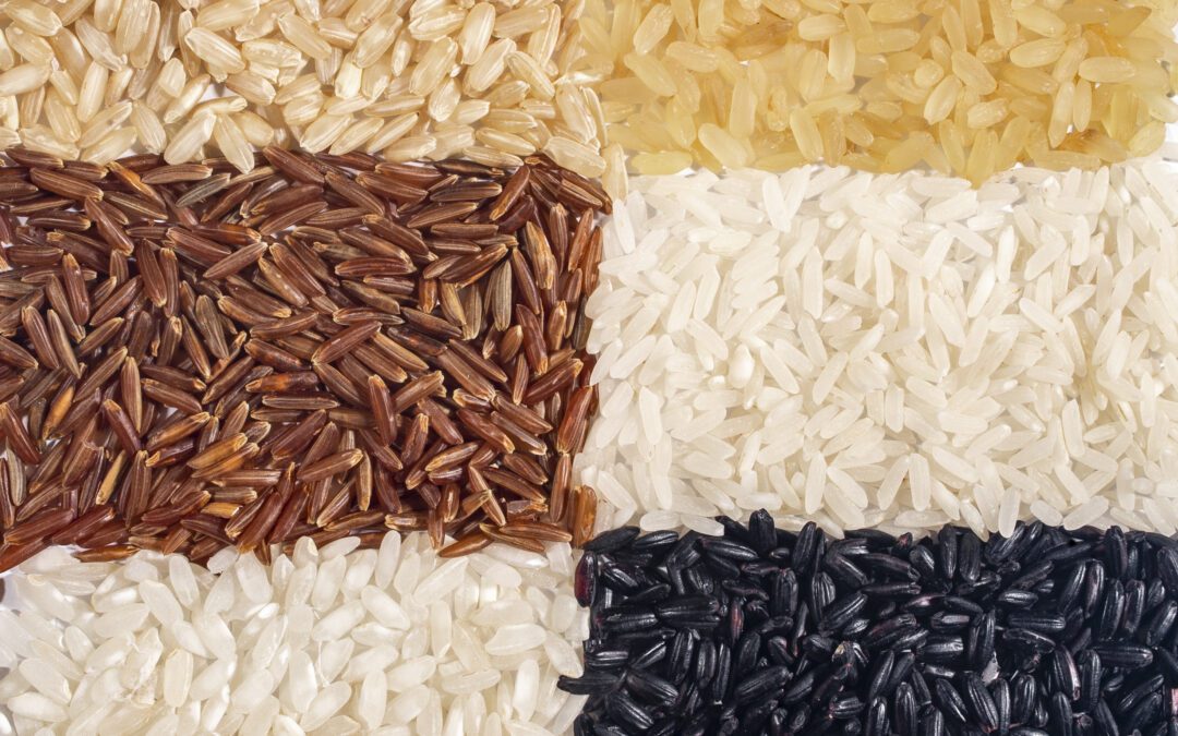 Risò 2025:  Vercelli capitale del riso, Lollobrigida chiama l'Europa a fare sistema – www.masaf.gov.it