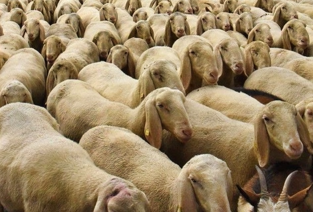 Blue Tongue, pubblicato l’avviso per la concessione di indennizzi agli allevatori danneggiati dall’epidemia. Assessore Meloni: “Sostegno concreto, costruito ascoltando le esigenze del settore” – www.regione.umbria.it