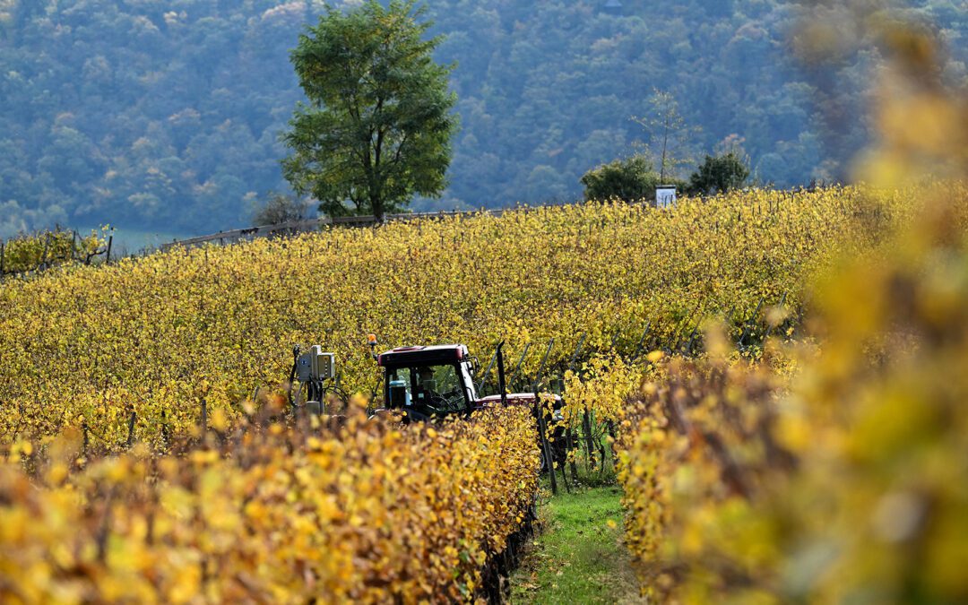 CAP: PE pronto ad avviare i negoziati sulla semplificazione delle norme agricole | Attualità – www.europarl.europa.eu