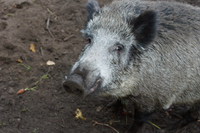 Peste suina africana, valutazione positiva degli ispettori Ue sulla gestione in Emilia-Romagna – salute.regione.emilia-romagna.it