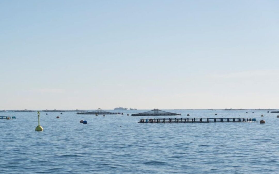 Servizi di consulenza a favore delle imprese di acquacoltura, scadenza prorogata – www.lazioeuropa.it