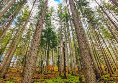 Lollobrigida: nasce il registro dei crediti di carbonio forestali, un bel passo in avanti – www.masaf.gov.it