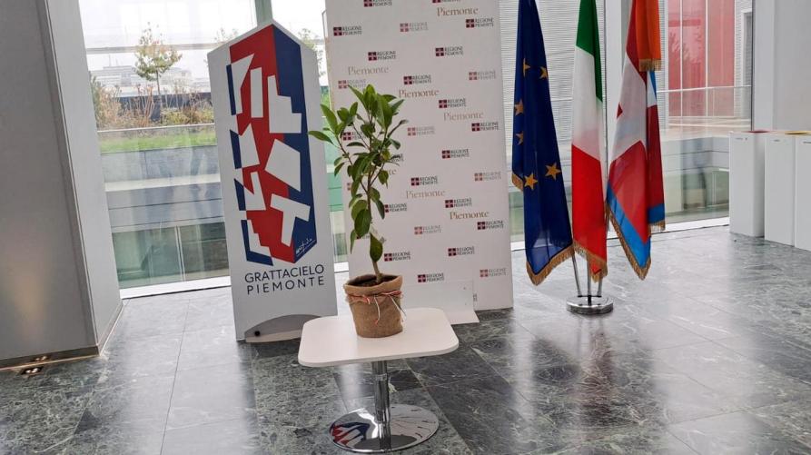 Nel Grattacielo della Regione l’Albero della legalità di Giovanni Falcone
 – www.regione.piemonte.it