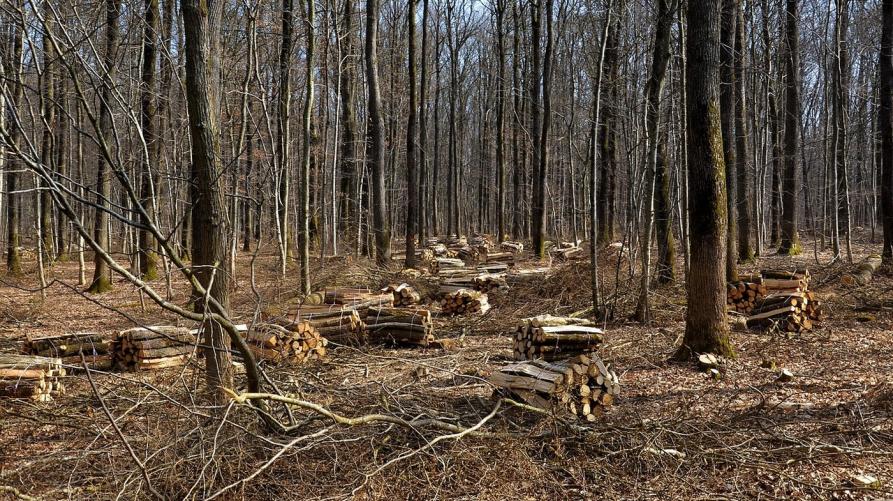 30 nuovi impianti termici a biomassa nelle valli del Piemonte
 – www.regione.piemonte.it