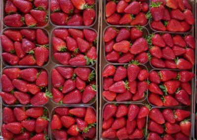 La Fragola della Basilicata ottiene il riconoscimento IGP. Lollobrigida: "Un altro passo che valorizza il lavoro dei nostri produttori" – www.masaf.gov.it