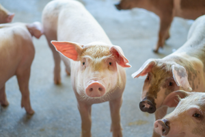 Peste suina africana, nel piacentino approvata la rimozione della zona di restrizione III negli allevamenti – salute.regione.emilia-romagna.it