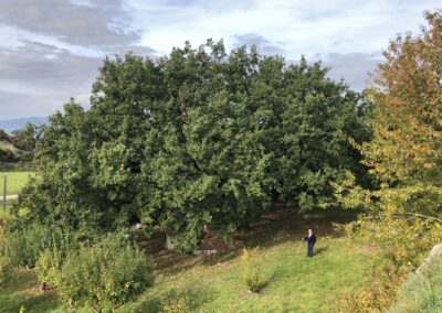Alberi monumentali, aggiornato l'Elenco ufficiale: quasi 5.000 gli esemplari tutelati – www.masaf.gov.it