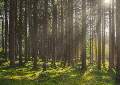 Deforestazione. Lollobrigida: decisione Coreper vittoria Governo italiano – www.masaf.gov.it
