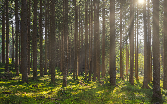 Deforestazione. Lollobrigida: decisione Coreper vittoria Governo italiano – www.masaf.gov.it