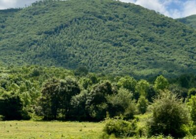 Nasce Olifest!, 1° Festival dell’Olio Aurunco –VisitLazio – www.visitlazio.com