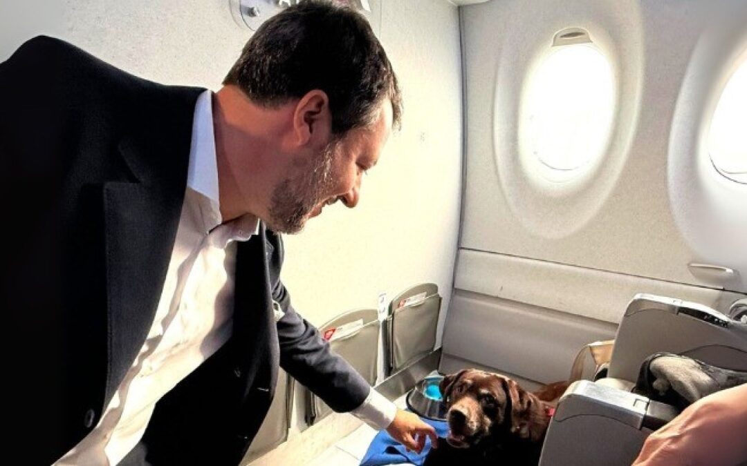 Trasporto aereo: ok ai pet in cabina fino a 30kg – www.mit.gov.it