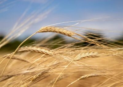 Grano duro, Lollobrigida: altri 10 milioni di euro nel 2025 per rafforzare la filiera nazionale – www.masaf.gov.it