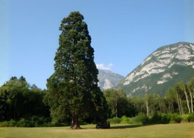 Giornata
nazionale degli alberi. Lollobrigida: "I giovani di oggi saranno i custodi del
nostro patrimonio naturale" – www.masaf.gov.it