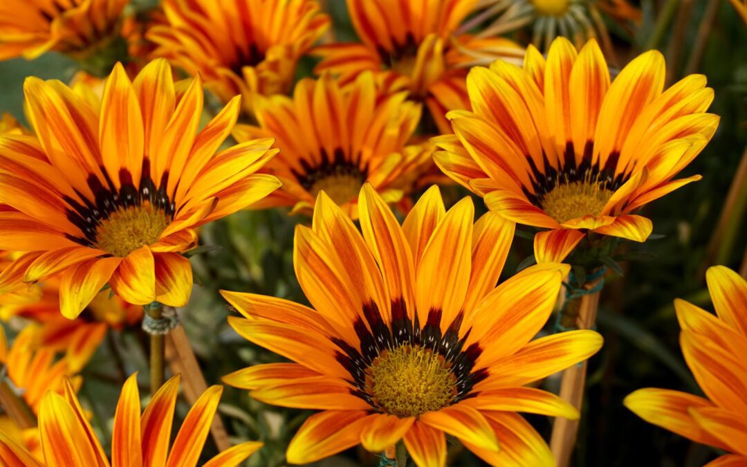 Bando florovivaismo, approvati gli elenchi – www.lazioeuropa.it