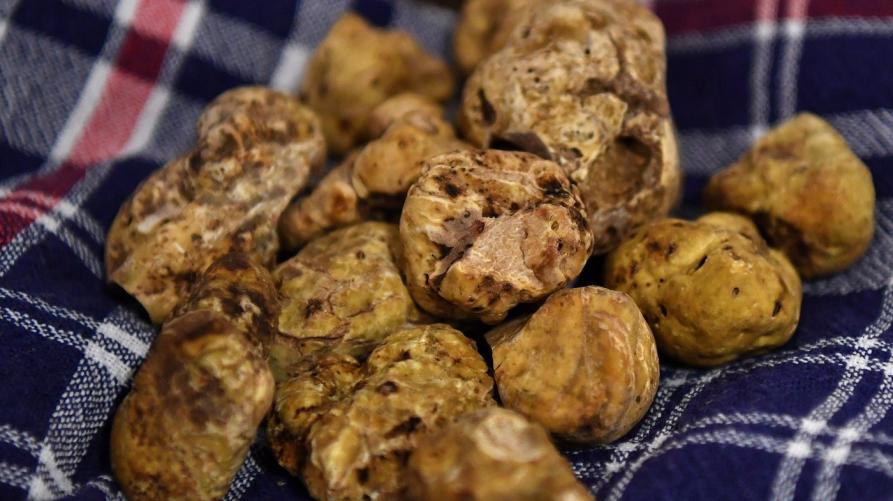 Con Tuber Next Gen il Piemonte pianifica il futuro del patrimonio tartufigeno
 – www.regione.piemonte.it