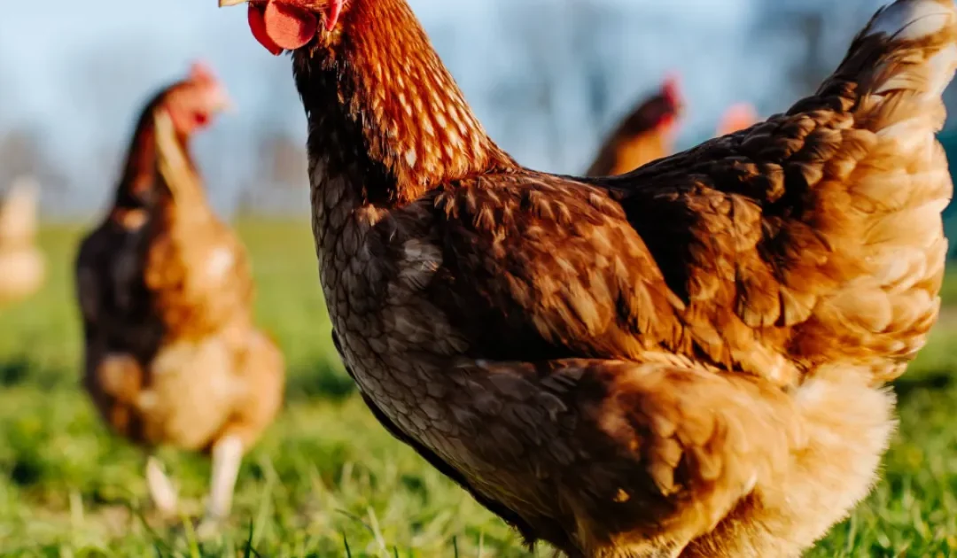 New data on antimicrobials sales and use in animals in the EU – www.ema.europa.eu