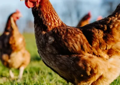 New data on antimicrobials sales and use in animals in the EU – www.ema.europa.eu