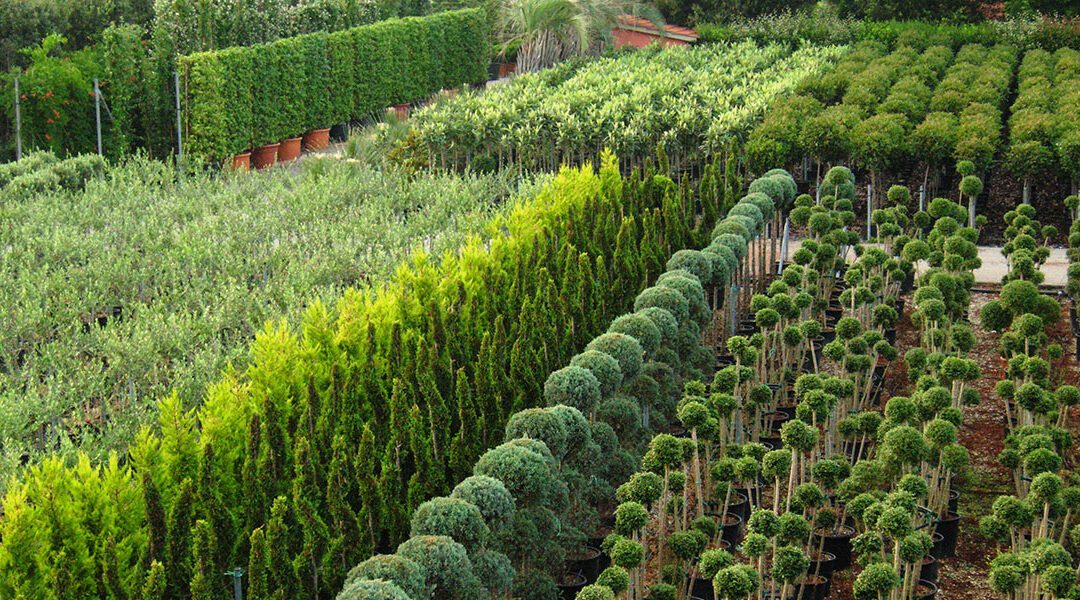 Pistoia, Marras e Dika incontrano i vivaisti: venerdì 12 dicembre
                         – www.toscana-notizie.it