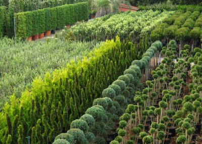 Pistoia, Marras e Dika incontrano i vivaisti: venerdì 12 dicembre
                         – www.toscana-notizie.it