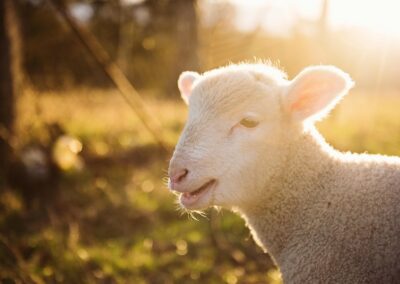 Investimenti non produttivi agricoli con finalità ambientale: indicazioni operative – www.lazioeuropa.it