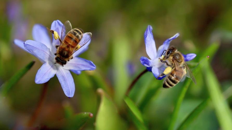 Contributi a 50 scuole sulle api sentinelle della natura
 – www.regione.piemonte.it