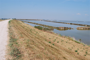 Progetto Value Plus, Ravenna sulla rotta del Distretto del Delta del Po – imprese.regione.emilia-romagna.it