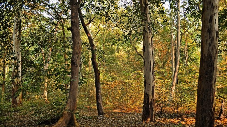 12 milioni per la gestione sostenibile dei boschi piemontesi
 – www.regione.piemonte.it