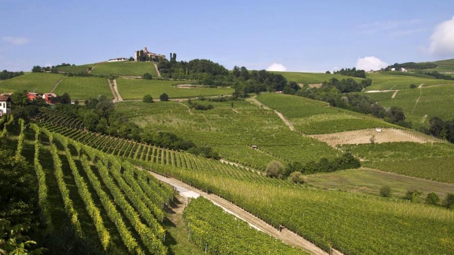6,2 milioni per la ristrutturazione dei vigneti
 – www.regione.piemonte.it