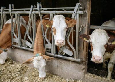 Aiuti all’acquisto di riproduttori zootecnici – www.lazioeuropa.it