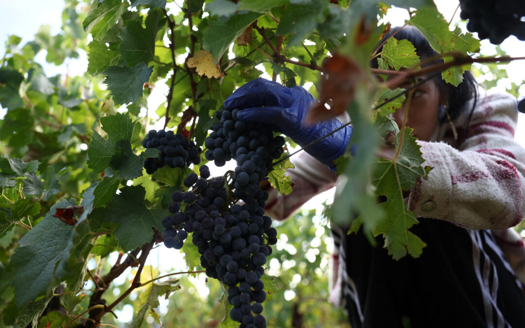 Nuove misure per proteggere e promuovere i viticoltori dell’UE | Attualità – www.europarl.europa.eu