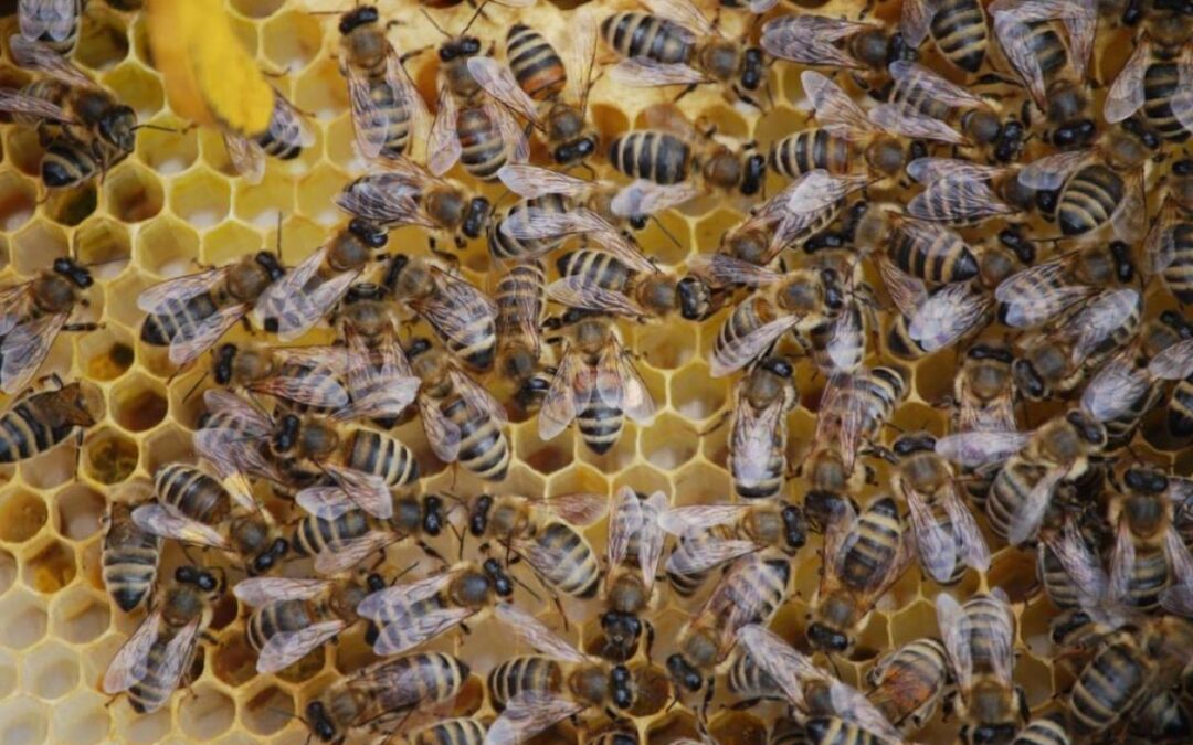 Bando apistico 2025/2026 – Approvazione elenchi domande – www.lazioeuropa.it