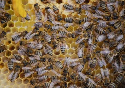 Bando apistico 2025/2026 – Approvazione elenchi domande – www.lazioeuropa.it