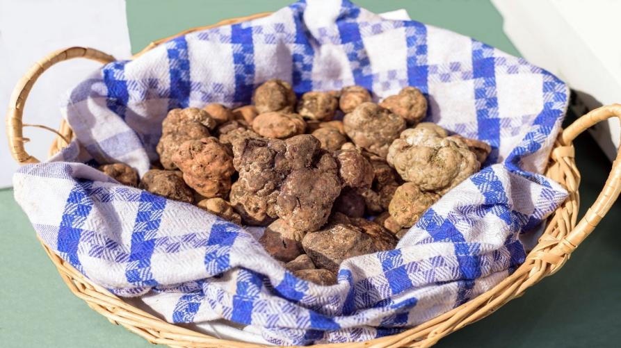 Ritornano i contributi per i terreni del tartufo bianco
 – www.regione.piemonte.it