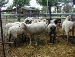 Blue tongue, la Regione continuerà a sostenere anche nel 2026 l’acquisto dei vaccini per gli allevatori che decidono di aderire alla campagna – salute.regione.emilia-romagna.it