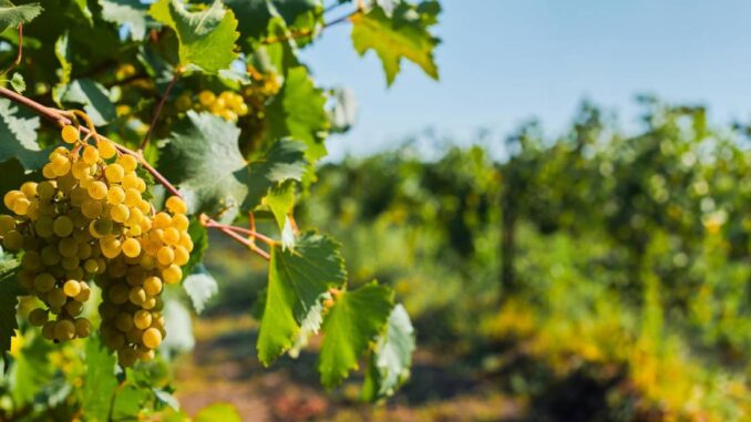 Agricoltura, accordo tra regione Umbria e università di Perugia per il progetto “Attorno al Grero”. Assessora Meloni: “Tutela della biodiversità e valorizzazione delle varietà autoctone, investiamo su ricerca e territorio” – www.regione.umbria.it