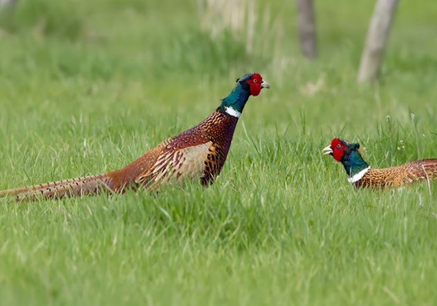 Influenza aviaria H5N1: individuato focolaio in un allevamento di fagiani, attivate le misure di controllo – www.regione.umbria.it