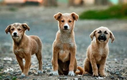 Randagismo: continua l’impegno della Regione Umbria per prevenire e contenere il fenomeno e promuovere il benessere animale – www.regione.umbria.it