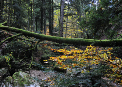 Annunciato il primo bosco vetusto nazionale: con l'Abetina di Rosello Italia capofila in Europa – www.masaf.gov.it