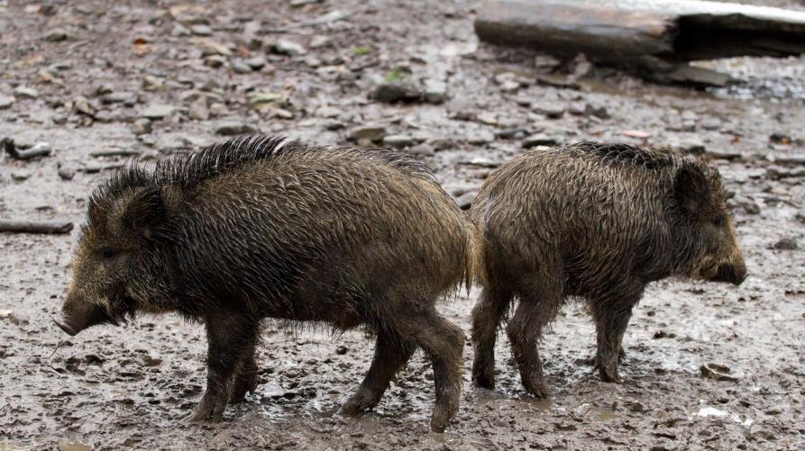 Peste suina: Novara e Vercelli tornano in zona indenne con parte di Alessandria e Asti
 – www.regione.piemonte.it