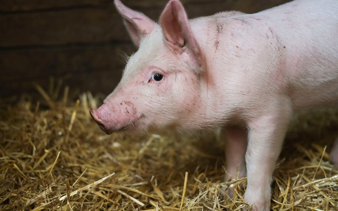 Peste Suina, Lombardia ottiene declassamento Zone di Restrizione – www.lombardianotizie.online