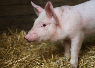 Peste Suina, Lombardia ottiene declassamento Zone di Restrizione – www.lombardianotizie.online