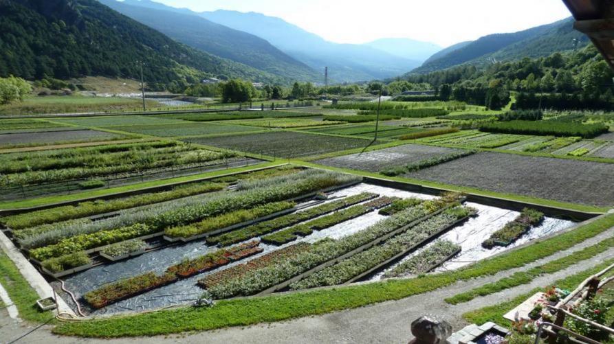 Aggiornata la banca del dna delle foreste piemontesi
 – www.regione.piemonte.it