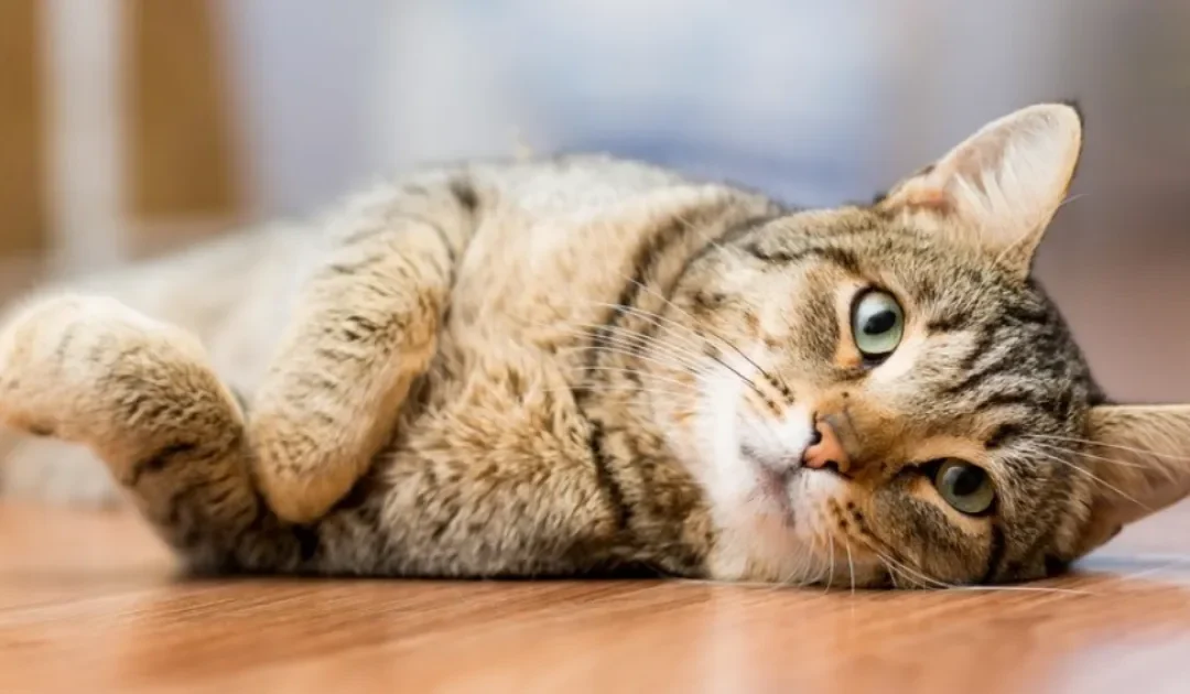 EMA recommends authorisation of first veterinary vaccine using RNA technology – www.ema.europa.eu