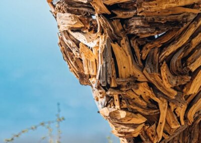 Il Museo Diffuso del Bosco a Rocca di Papa –VisitLazio – www.visitlazio.com
