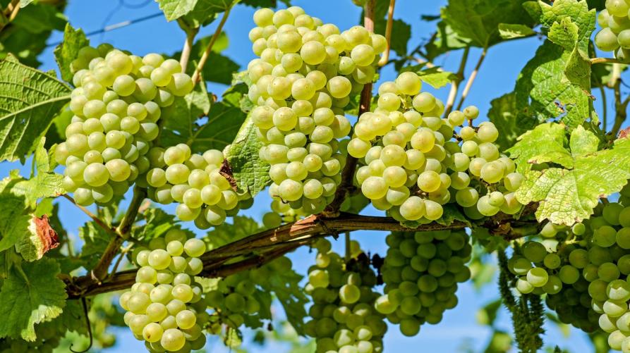 È l’Asti Docg il vino piemontese dell’anno 2026
 – www.regione.piemonte.it